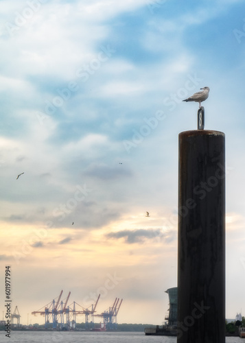 Seagull sitting in th front of container terminal