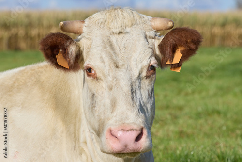 Headshot of a white cow