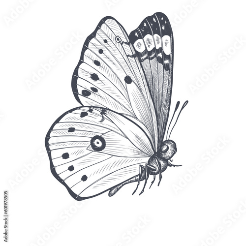 butterfly , sketch vector graphics black and white drawing