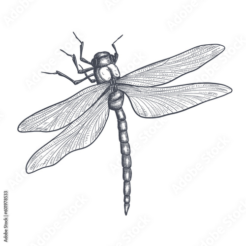 dragonfly black and white sketch with delicate wings vector illustration black and white sketch photo