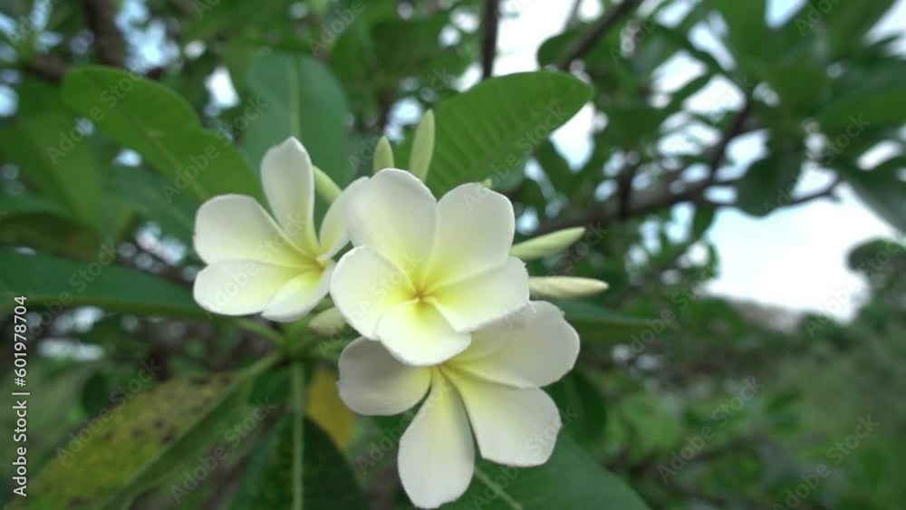 Plumeria branch Yellow and white tropical flower swaying in the wind Plumeria branch Yellow and white tropical flower swaying in the wind