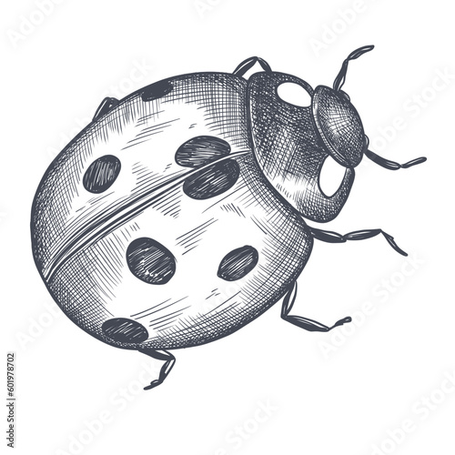 Hand Drawn Ladybug Sketch Symbol. Vector Ladybird Element In Trendy Style.