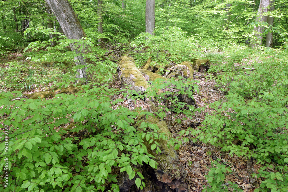 Totholz in einem Wald Totholz in einem Wald