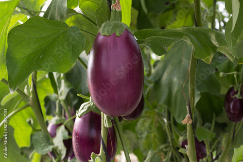 Tableau sur toile Berenjena mini morada en la planta