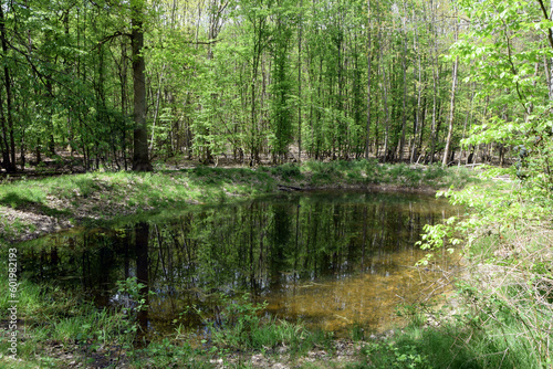 Fototapeta Naklejka Na Ścianę i Meble -  Teich in einem Wald bei Darmstadt
