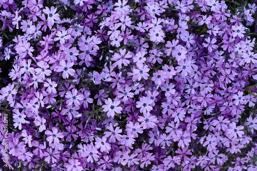 Floks szydlasty Phlox subulata