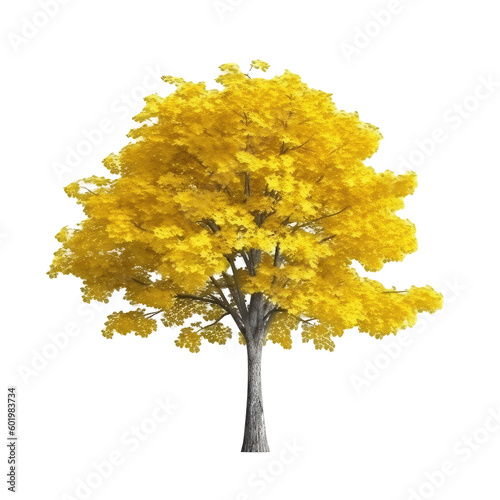 yellow tree isolated on white