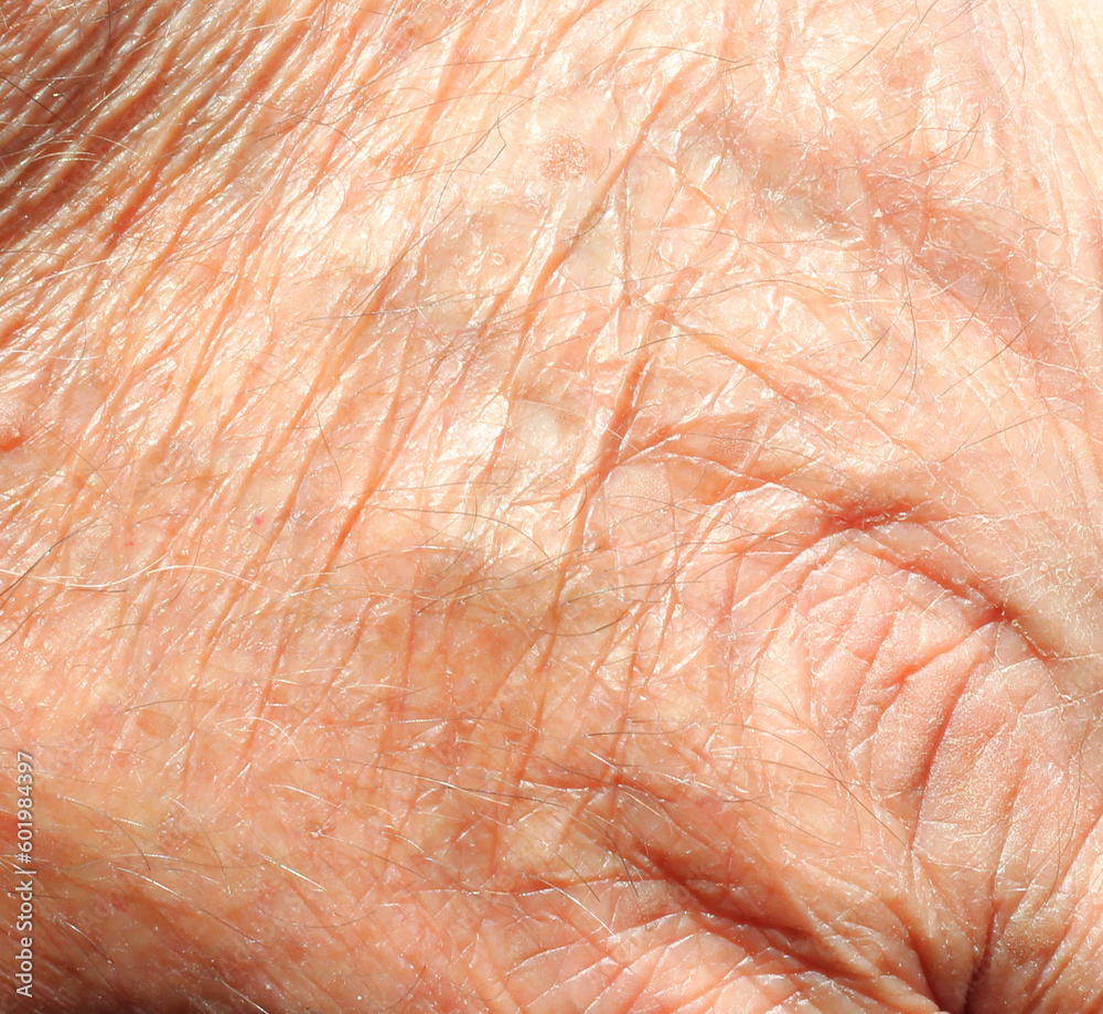Fototapeta premium close up of human old and wrinkled skin