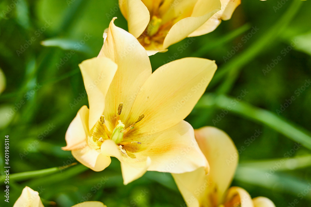 yellow tulips in green grass field yellow tulips in green grass field