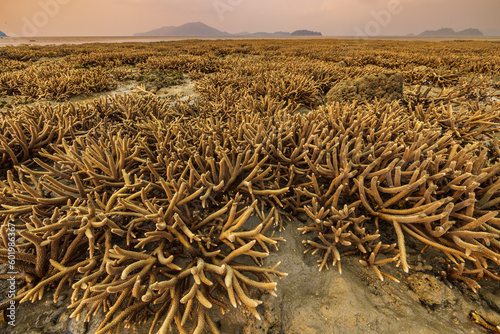Staghorn coral fields when the tide is low in Phuket province, Thailand. photo