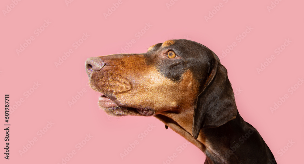 Profile funny surprised vizsla puppy dog  looking away. Isolated on pink pastel background