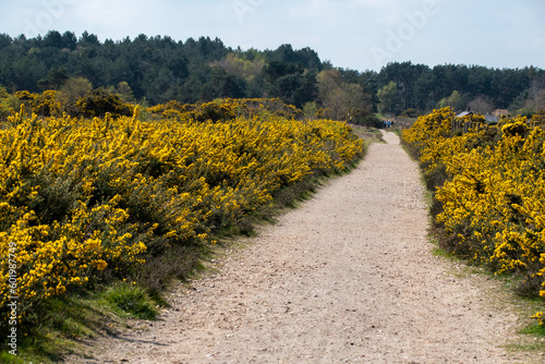 Footpath through Kelling Heath on the North Norfolk coast, with blooming yellow gorse surrounding. Close to the North Norfolk Railway line. Sunny, warm weather