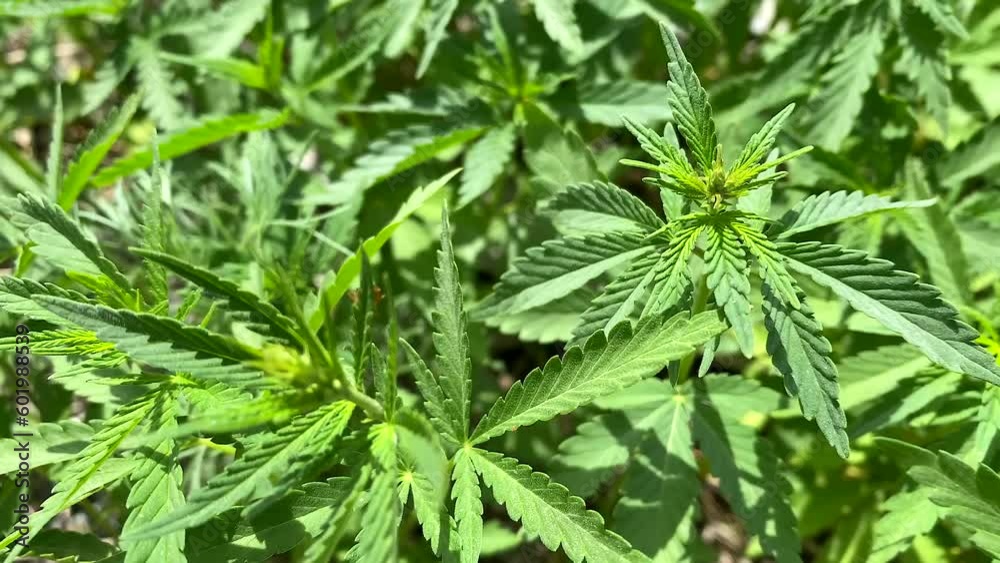 Close-up of fresh natural green cannabis leaves. Ganjubas in the wild close-up. Natural green background. The forbidden plant is swaying in the wind. Close-up of fresh natural green cannabis leaves. Ganjubas in the wild close-up. Natural green background. The forbidden plant is swaying in the wind.