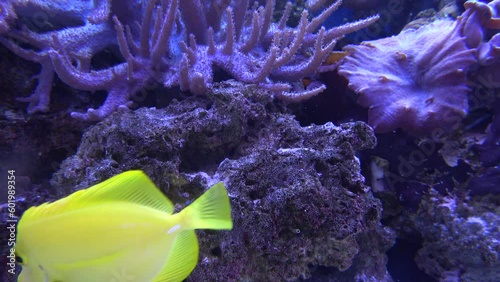 Yellow tang tropical fish Zebrasoma flavescens