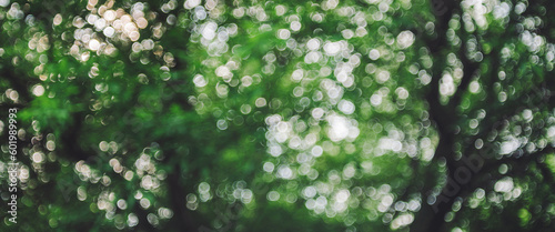 Bokeh of vivid leaves of trees in sunlight. Natural green background. Blurred rich greenery with copy space. Abstract texture of defocused lush foliage in sunny day. Backdrop of scenic nature in blur.