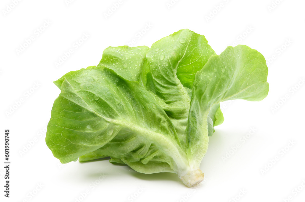 Fresh green butterhead lettuce isolate on white background. Clipping path. Fresh green butterhead lettuce isolate on white background. Clipping path.