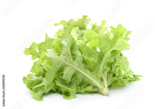 Fresh green oak lettuce isolate on white background. Clipping path.