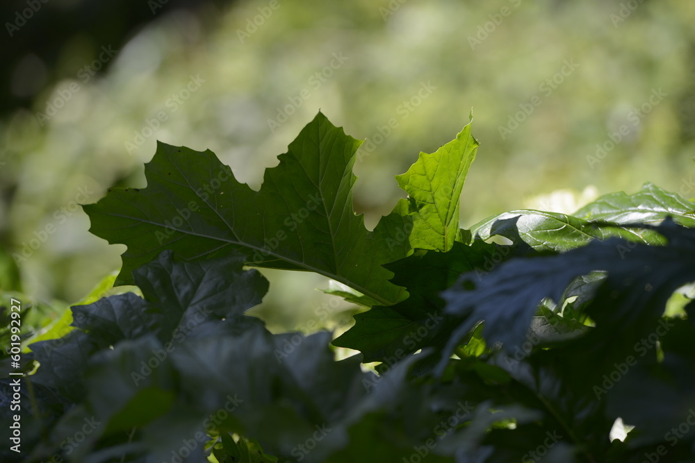 Obraz premium wild green vegetation in the mountain woods