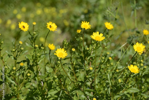 yellow flowers and green vegetation