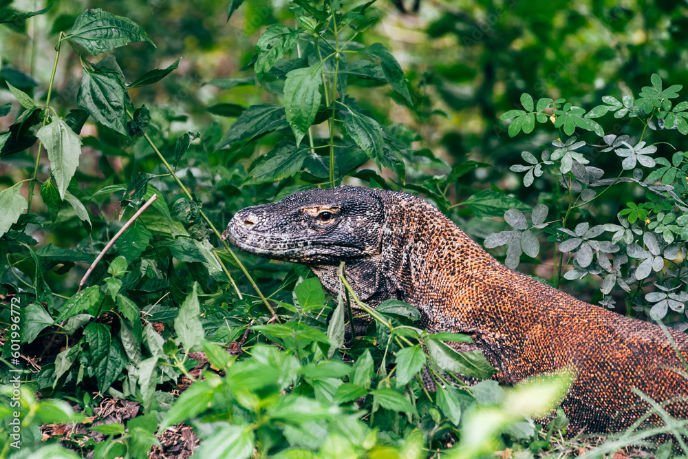 portrait of komodo dragon in rinca island, indonesia portrait of komodo dragon in rinca island, indonesia