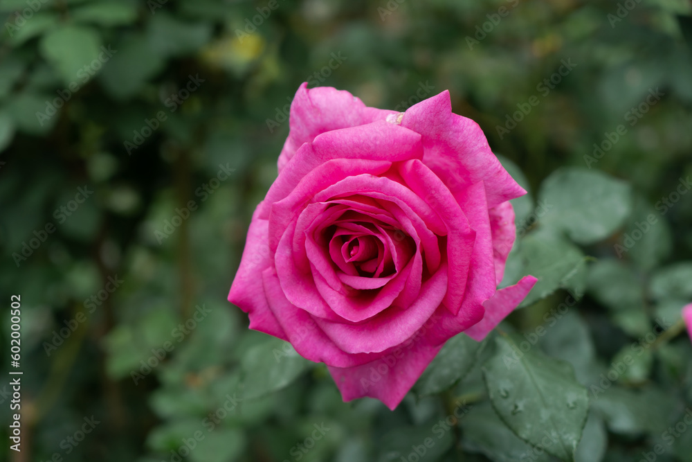 Roadside with Beautiful pink rose in a garden. Light sunset of the sun with dramatic yellow and orange sky. Image depth of field. Roadside with Beautiful pink rose in a garden. Light sunset of the sun with dramatic yellow and orange sky. Image depth of field.