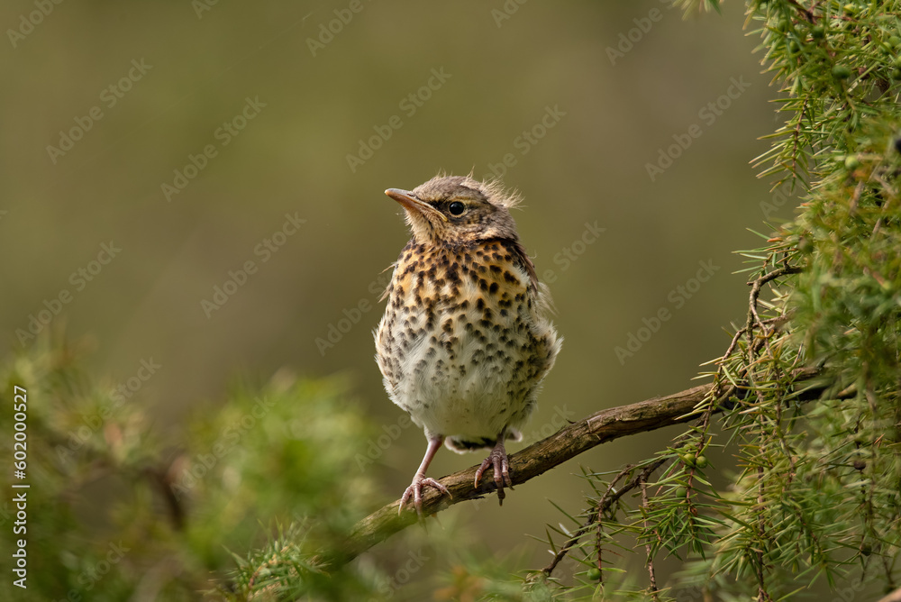 Portrait of nestling fieldfare (Turdus pilaris) Portrait of nestling fieldfare (Turdus pilaris)
