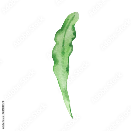Watercolor daysi leaf, april month birth flower photo