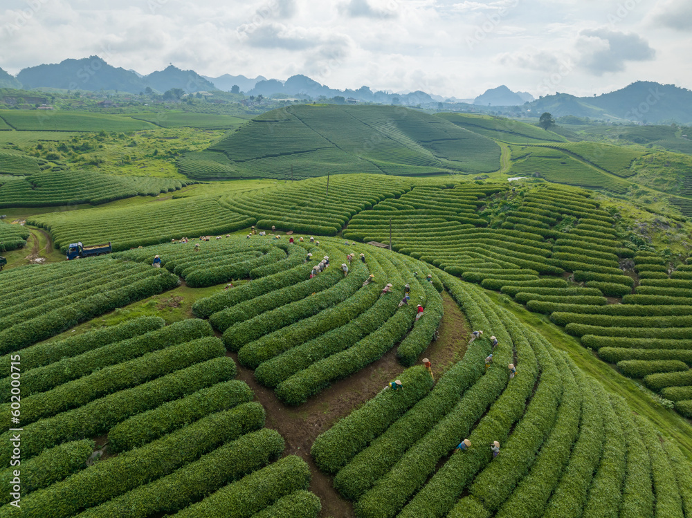 Tea plantation with workers picking tea leaf in Moc Chau, Son La, Vietnam
