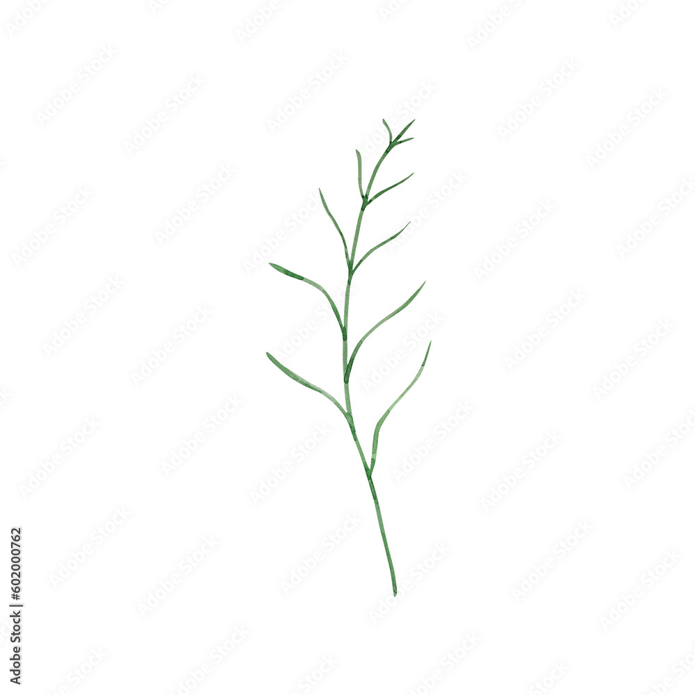 Fototapeta premium Watercolor branch cosmos flower, october month birth flower