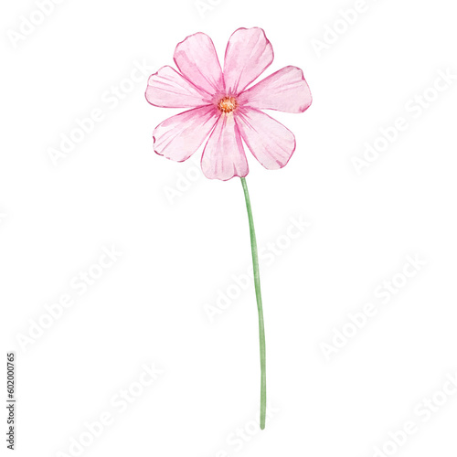 Watercolor cosmos flower  october month birth flower