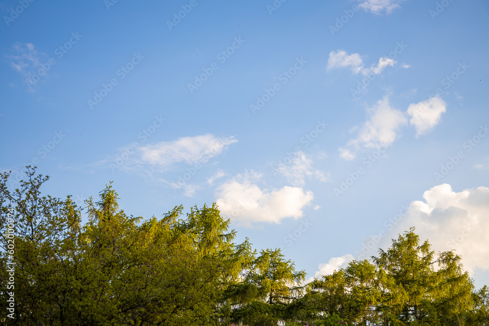 Crown of a deciduous tree against a blue sky with clouds in summer