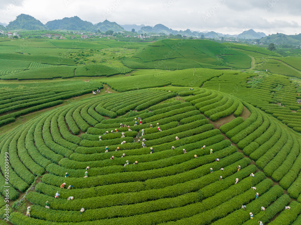 Tea plantation with workers picking tea leaf in Moc Chau, Son La, Vietnam