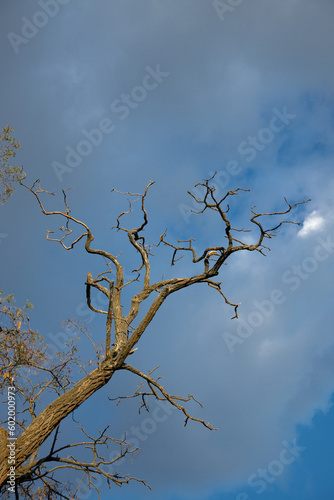 trunk, tree, dry, dead, sky, clouds, air, life, background, advertising, wood, old, color, ecology, autumn, green, blue sky, summer, day, spring, isolated, leaf, nature, branch, natural, beautiful, se