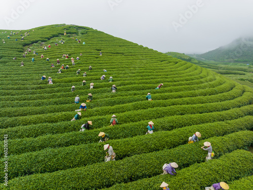 Tea plantation with workers picking tea leaf in Moc Chau, Son La, Vietnam