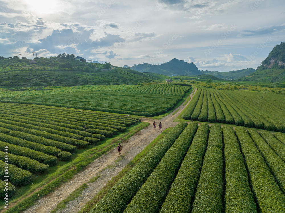 Tea plantation in Moc Chau, Son La, Vietnam