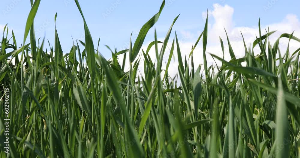 Green Wheat Fields, Auvers Green wheat field. Road in a green field of wheat. Traces of agricultural transport on the grass on a sunny day Green Wheat Fields, Auvers Green wheat field. Road in a green field of wheat. Traces of agricultural transport on the grass on a sunny day