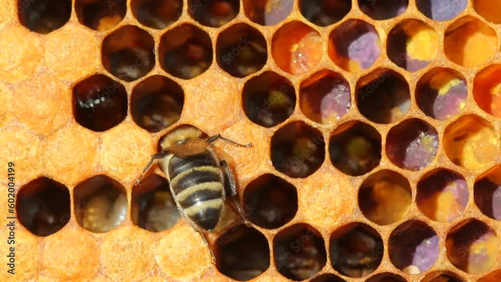 The honeycombs contain the developing bee larvae.
The bees take care of them. They feed them, if necessary, warm or cool.
The honeycombs contain the developing bee larvae.
The bees take care of them. They feed them, if necessary, warm or cool.