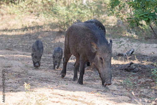 A wild boar and her piglets walking through the jungle scrummaging for food.