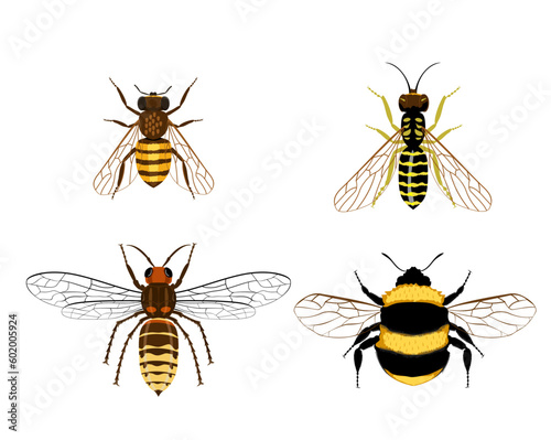Bee, bumblebee, wasp, hornet. Set insects isolated on a white background. Drawing of insects. Vector illustration isolated on white