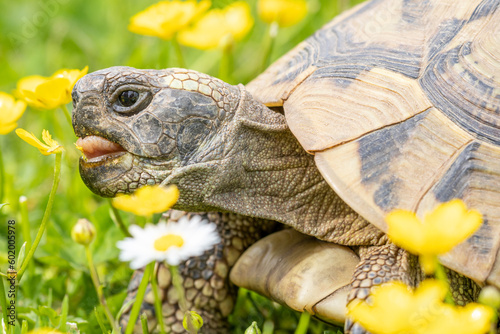 Griechische Schildkröte beim Fressen