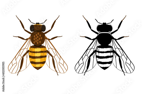 Colorful and black silhouette of bee on a white background. Illustration of flying insects. Cartoon flat simple vector illustration.