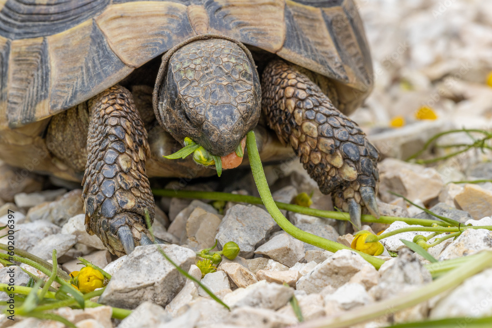 Naklejka premium Griechische Schildkröte beim Fressen