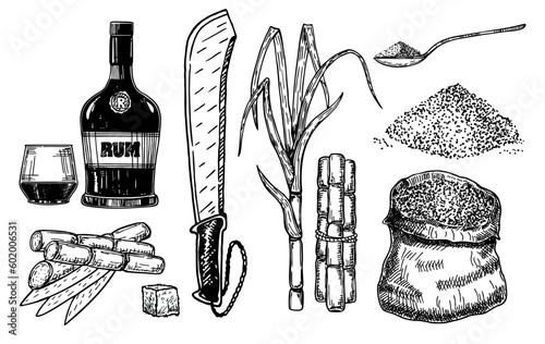Sketch sugar cane, sugarcane farm harvest, glass and bottle of rum. Sugarcane leaf, sugar plant stalks, alcoholic beverage rum, glass, bottle. Sugar manufacturing hand drawn vector set. Vintage style
