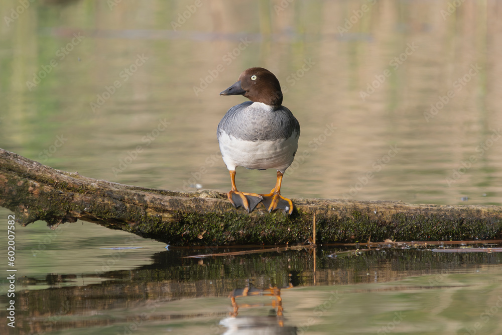 Common goldeneye or goldeneye - Bucephala clangula female perched with water in background. Photo from Milicz Ponds in Poland. Common goldeneye or goldeneye - Bucephala clangula female perched with water in background. Photo from Milicz Ponds in Poland.