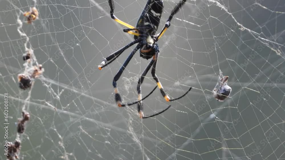 Spider with pray in the spider web