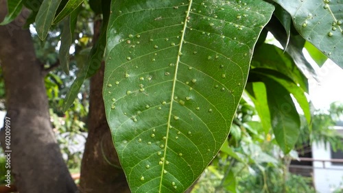 Mango leaves infected by pest.Mango leaf gall midge (Erosomyia mangiferae) in an Indian Garden. photo