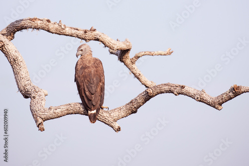 A juvenile white breasted sea eagle perched on a branch in the jungles of Yala, Sri Lanka.
