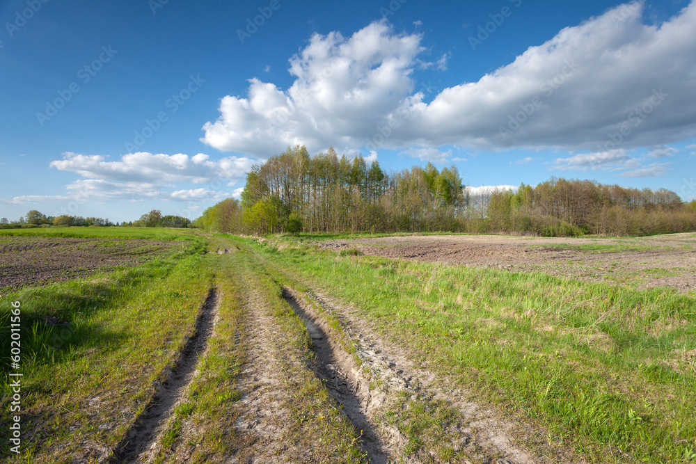 Dirt road through the fields towards the forest, Zarzecze, Poland Dirt road through the fields towards the forest, Zarzecze, Poland
