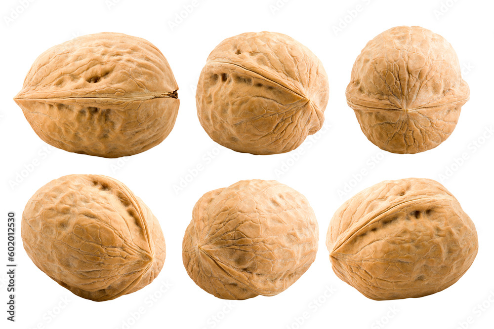 walnut, nut, isolated on white background, full depth of field walnut, nut, isolated on white background, full depth of field