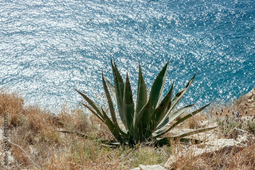 Wild tropical Agava cactus plant on Mediterranean coast of Spain. Nature background
